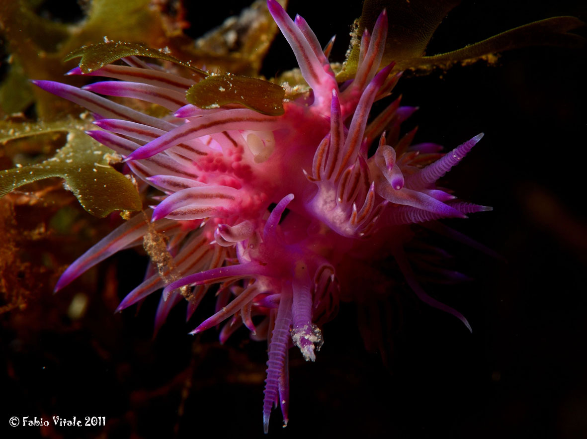 Riproduzione Discodoris atromaculata